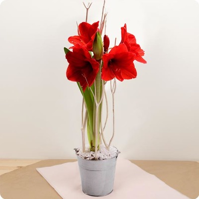 Offrez une Amaryllis de Noël