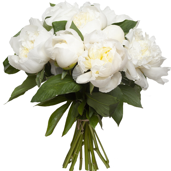 Brassée de pivoines blanches - Livraison de fleurs | 123Fleurs