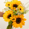 Les Tournesols sont arrivés
