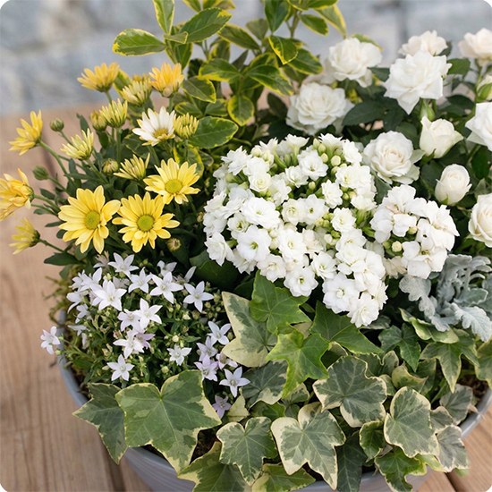 Lumière, coupe de plantes blanches pour cimetière, livraison en 3h