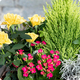 Jardinière fleurie Lumière d’Octobre avec rosiers jaunes, cyprès citronné et fleurs d’automne - 123fleurs