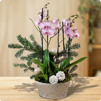 Composition double d’orchidées rose pâle, feuillage de sapin et décoration festive. Élégance et générosité florale. Livraison rapide avec 123fleurs.