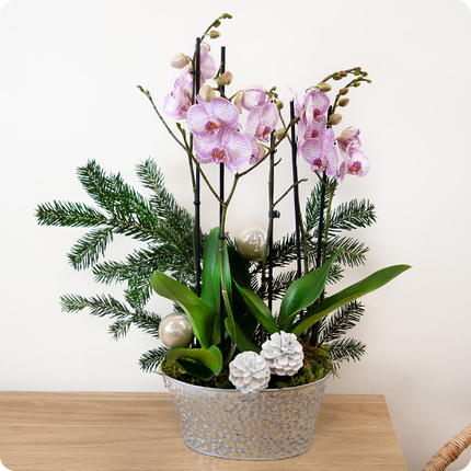 Composition double d’orchidées rose pâle, feuillage de sapin et décoration festive. Élégance et générosité florale. Livraison rapide avec 123fleurs.