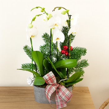 Composition élégante avec orchidées blanches, sapin naturel et notes de rouge. Un éclat hivernal chic à offrir ou pour décorer. Livraison rapide avec 123fleurs.