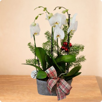 Composition élégante avec orchidées blanches, sapin naturel et notes de rouge. Un éclat hivernal chic à offrir ou pour décorer. Livraison rapide avec 123fleurs.