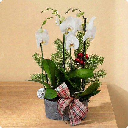 Composition élégante avec orchidées blanches, sapin naturel et notes de rouge. Un éclat hivernal chic à offrir ou pour décorer. Livraison rapide avec 123fleurs.