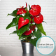 Anthurium Flamingo rouge