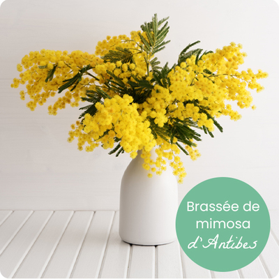 Splendide et réjouissant bouquet de mimosa d'Antibes.