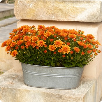Coupe de chrysanthèmes pour la Toussaint