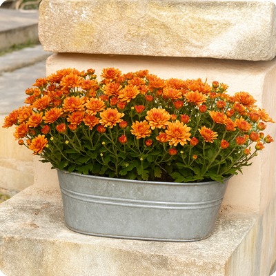 Coupe de chrysanthèmes pour la Toussaint