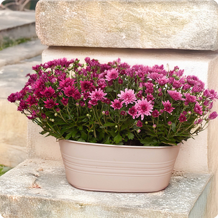 Coupe de chrysanthèmes pour la Toussaint