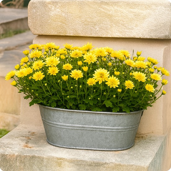Coupe de chrysanthèmes pour la Toussaint