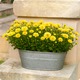 Coupe de chrysanthèmes pour la Toussaint - Livraison de fleurs