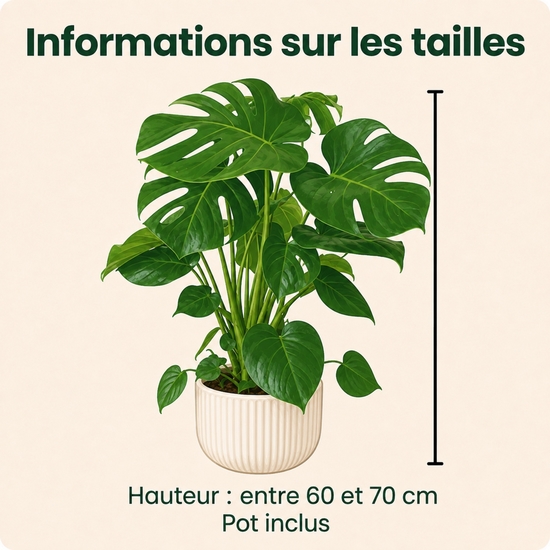 Monstera Deliciosa en pot avec cache-pot 