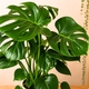 Monstera Deliciosa en pot avec cache-pot 