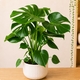 Monstera Deliciosa en pot avec cache-pot 