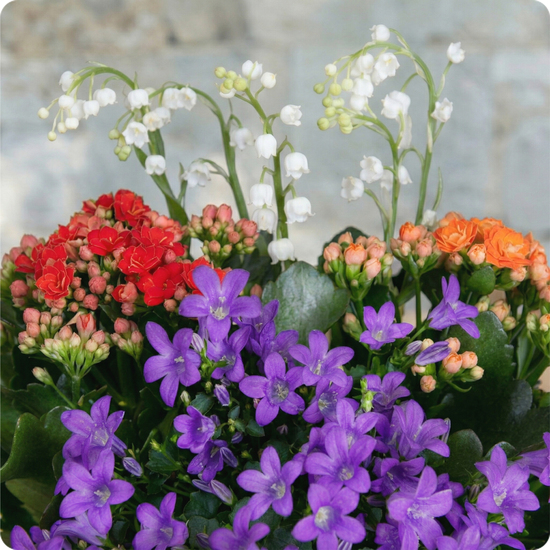 Livraison rapide le jour même partout en France, 7 jours sur 7, même les jours fériés.