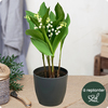 Muguet en pot avec racines