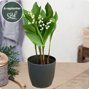 Muguet en pot avec racines