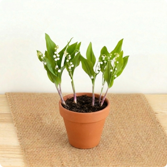 Muguet en pot avec racines