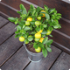 Oranger Calamondin