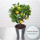 Oranger Calamondin