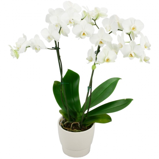 Offrez une Orchidée à fleurs Blanches
