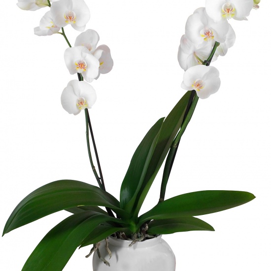 Fleur sophistiquée, présentation épurée, cette orchidée phalaenopsis offrira un effet déco des plus appréciés par la