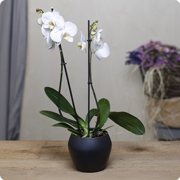 Commandez une Orchidée blanche en pot