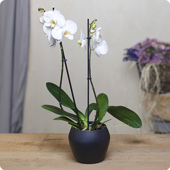 Orchidée blanche en pot