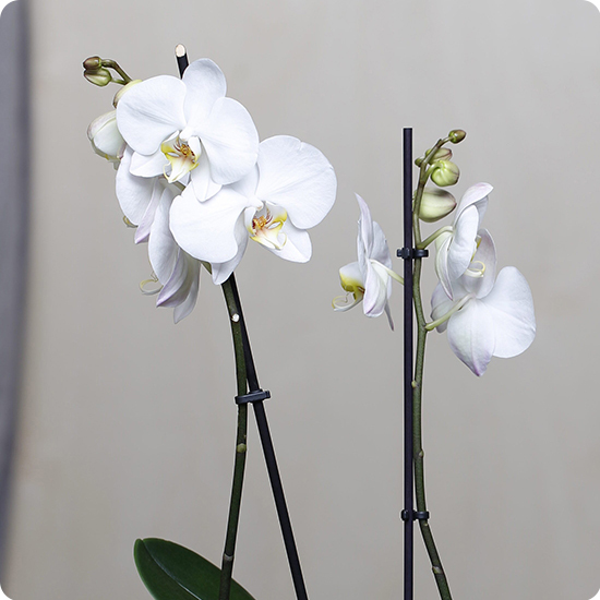 Commandez une Orchidée blanche en pot
