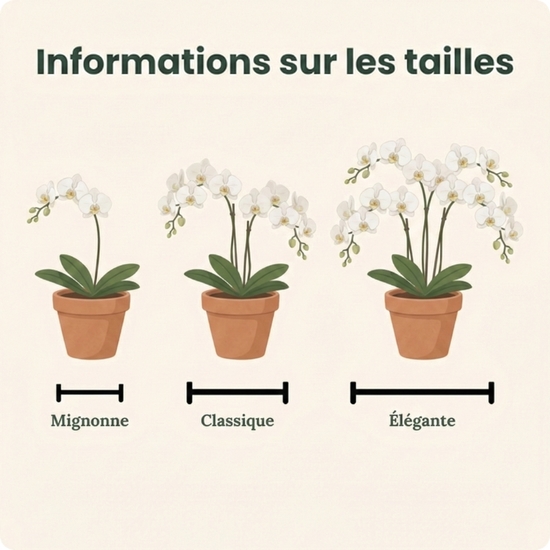 Orchidée blanche en pot