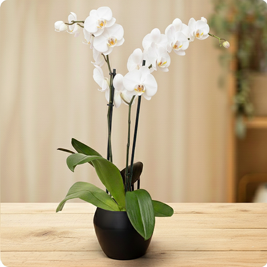 Orchidée Blanche en Pot - 123fleurs - Livraison par un artisan fleuriste local