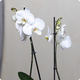 Orchidée blanche en pot