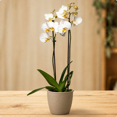 Orchidée Blanche – Plante d'intérieur élégante