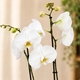 Orchidée blanche phalaenopsis à deux hampes en cache-pot céramique