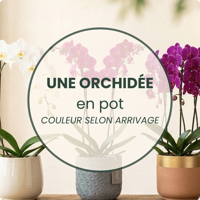Orchidée en pot 123fleurs – Livraison aujourd’hui 