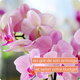 Orchidée en pot, couleur selon arrivage du fleuriste