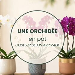 Orchidée en pot 123fleurs – Livraison aujourd’hui 