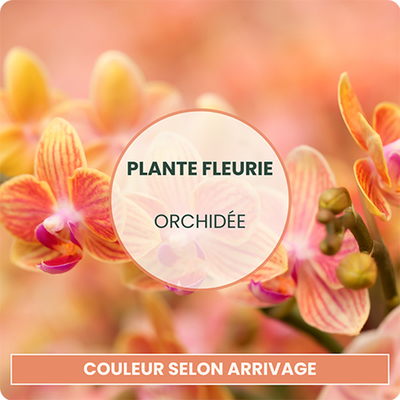 Orchidée en pot 123fleurs – Livraison aujourd’hui 