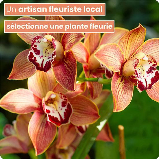 Orchidée en pot 123fleurs – Livraison aujourd’hui 