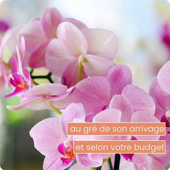 Orchidée en pot 123fleurs – Livraison aujourd’hui 