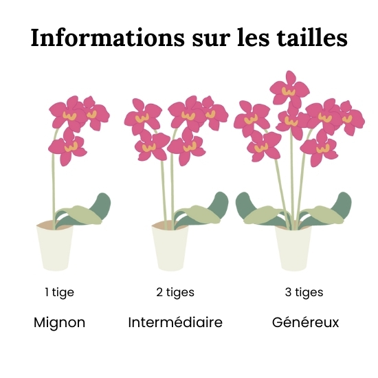 Orchidée en pot 123fleurs – Livraison aujourd’hui 