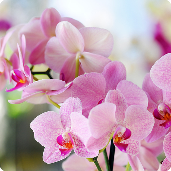 Orchidée en pot – Livraison en 4h avec 123fleurs