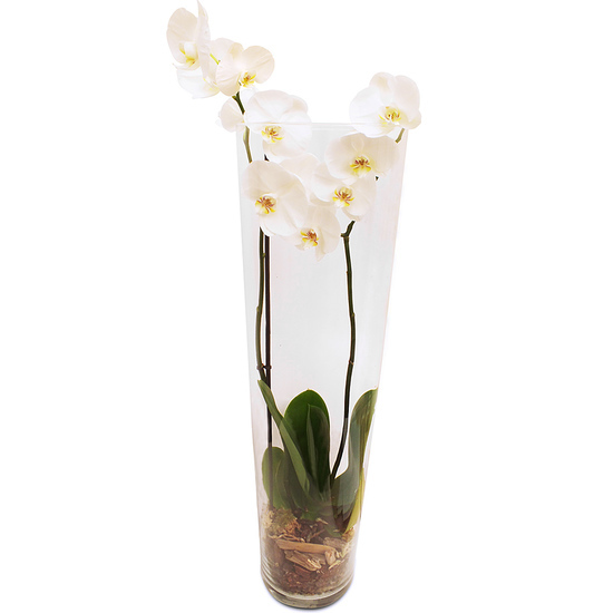 Commandez une Orchidée en vase