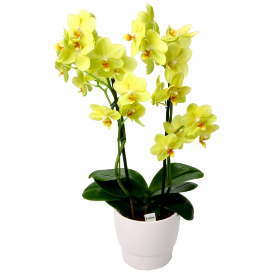 Envoyez une Orchidée phalaenopsis Cybèle