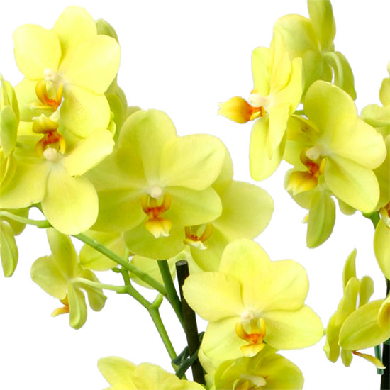Envoyez une Orchidée phalaenopsis Cybèle