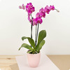 Orchidée rose en pot