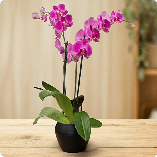 Orchidée rose en pot