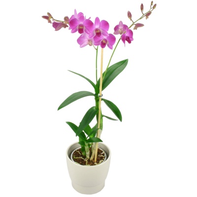Livraison Fleurs Orchidée Livraison Fleurs Orchidée